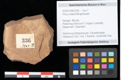 Foto (Objekt + Etikett) von Pinus ciliata Ettingshausen (NHMW-GEO-2024-0188-0336)